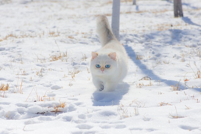 Cat in Snow