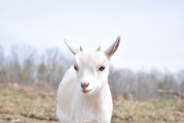 White Goat